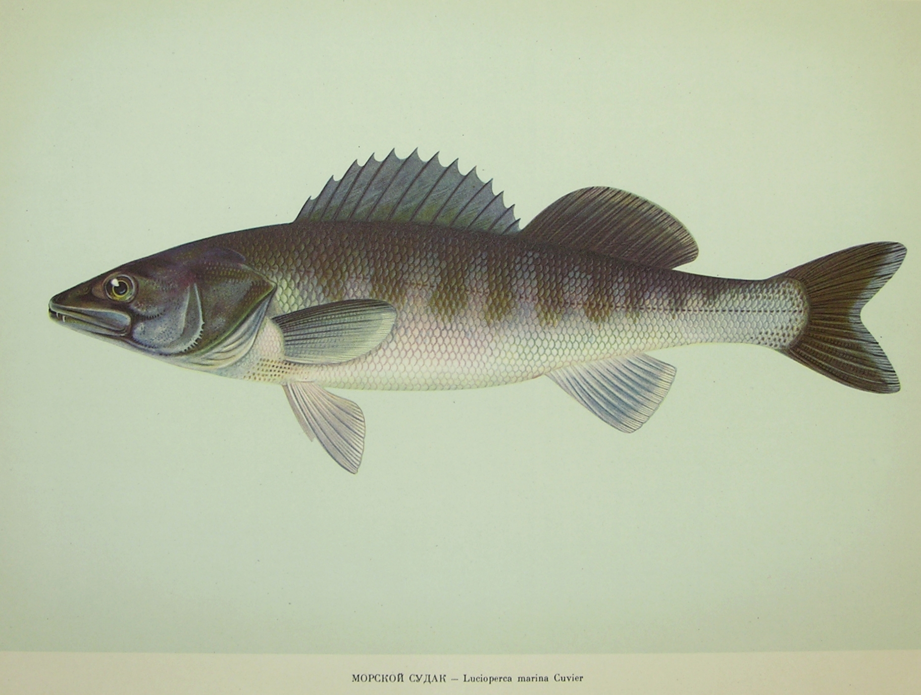 Sander marinus (Cuvier, 1828)